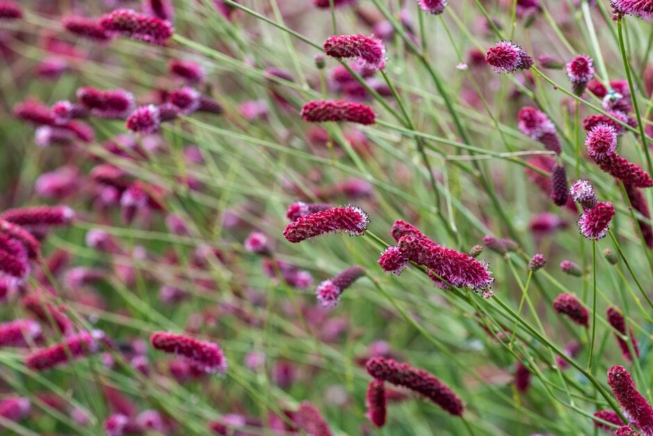 burnet 'Raspberry Coulis'
