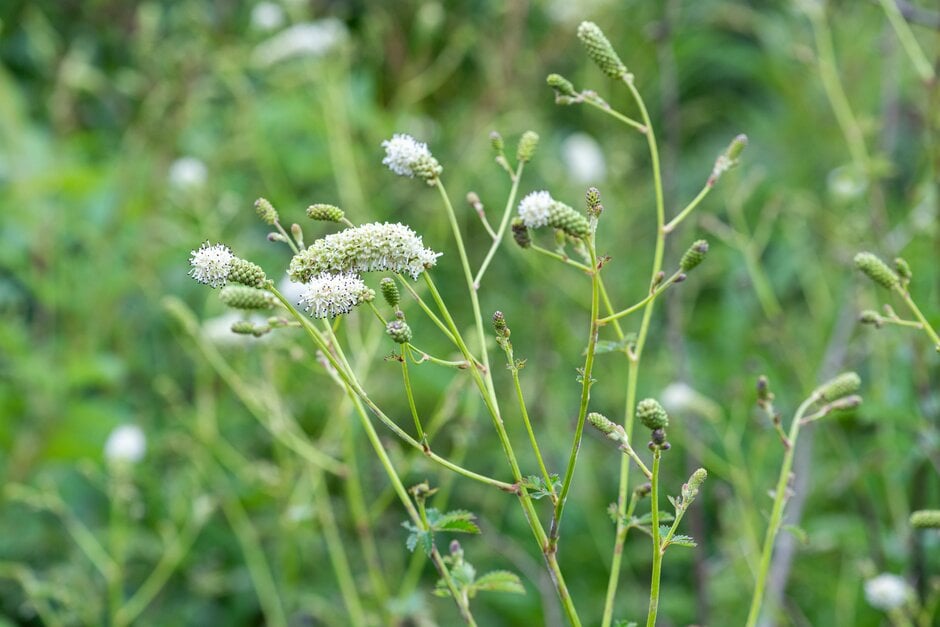 <i>Sanguisorba</i> <i>albiflora</i> 'Cindy's Tall White'