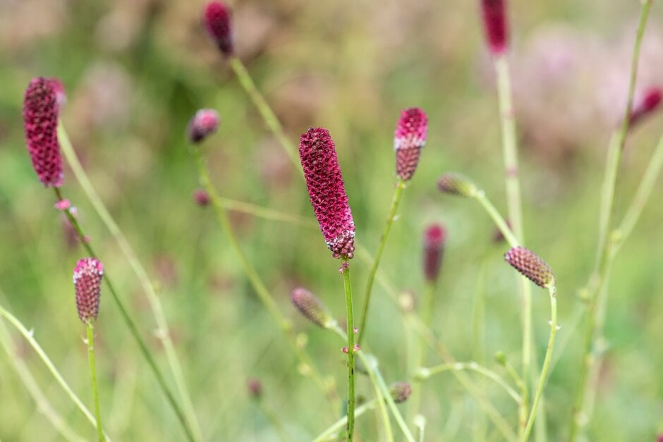 great burnet 'Shiro-fukurin'