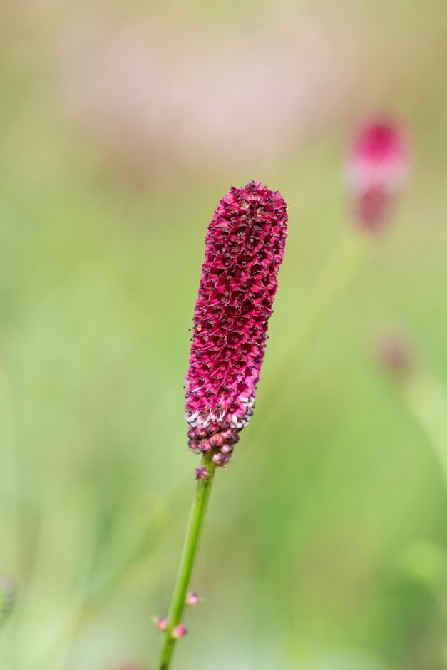 Sanguisorba Officinalis &shiro-fukurin& (v) 