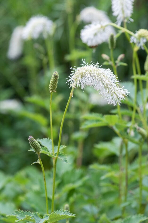 white-flowered burnet