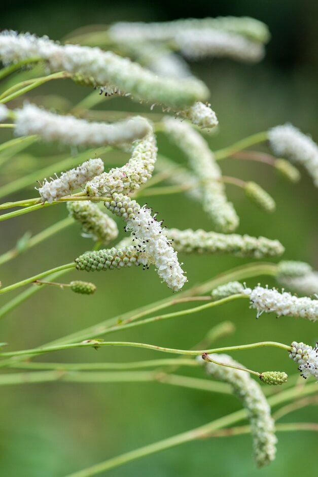 white-flowered Japanese burnet
