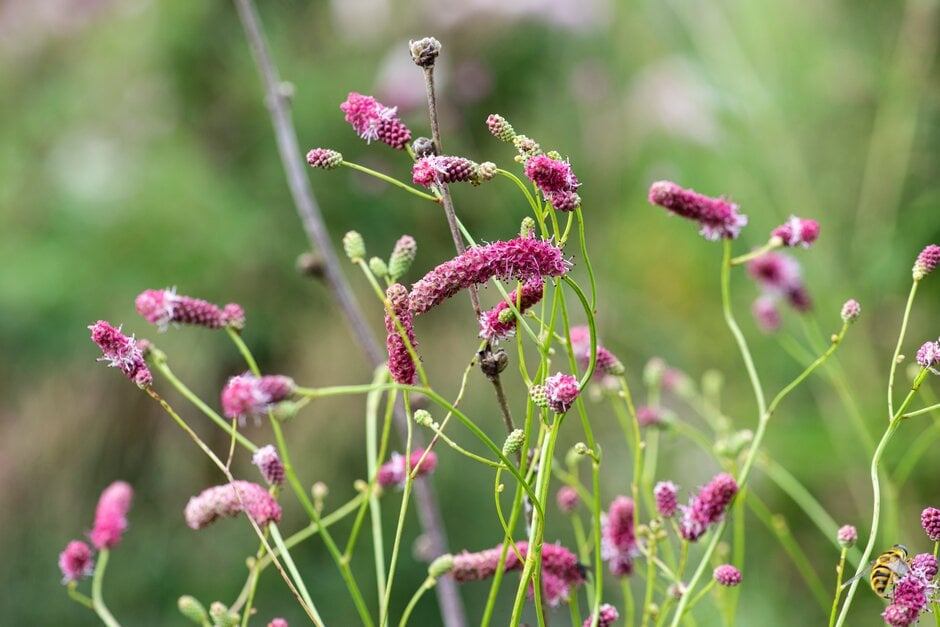 Japanese burnet 'Chatto'