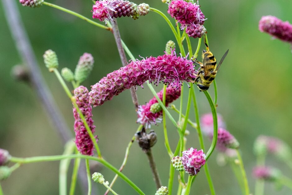 Japanese burnet 'Chatto'