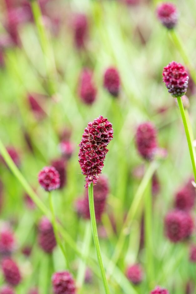 great burnet 'Red Buttons'