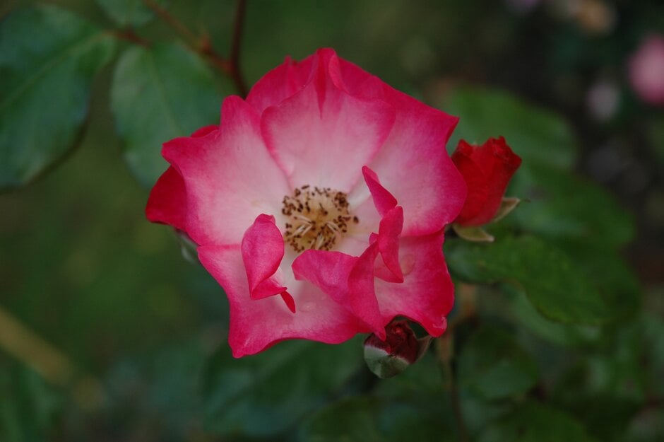 rose 'Sadler's Wells'