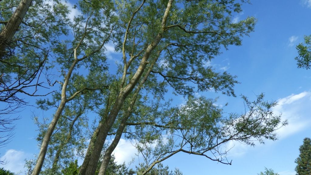 silver willow