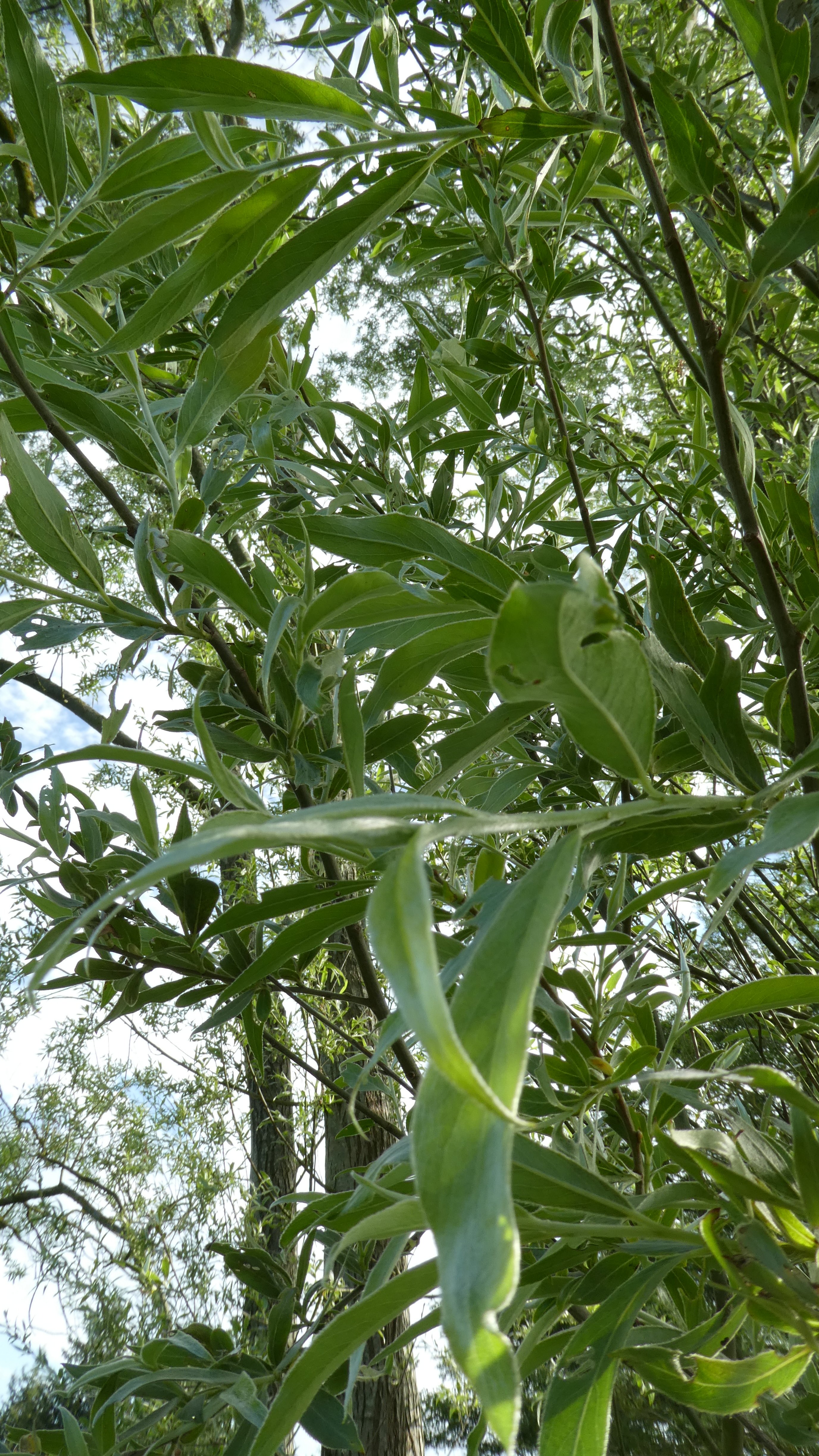 silver willow