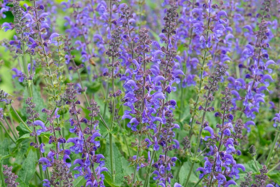 wood sage 'Rhapsody in Blue'