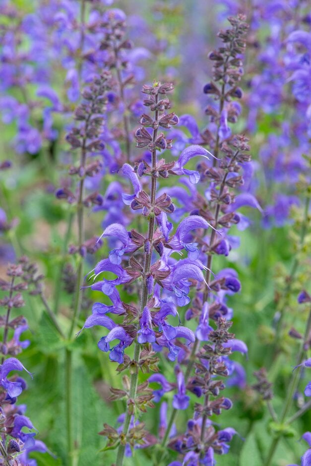 wood sage 'Rhapsody in Blue'