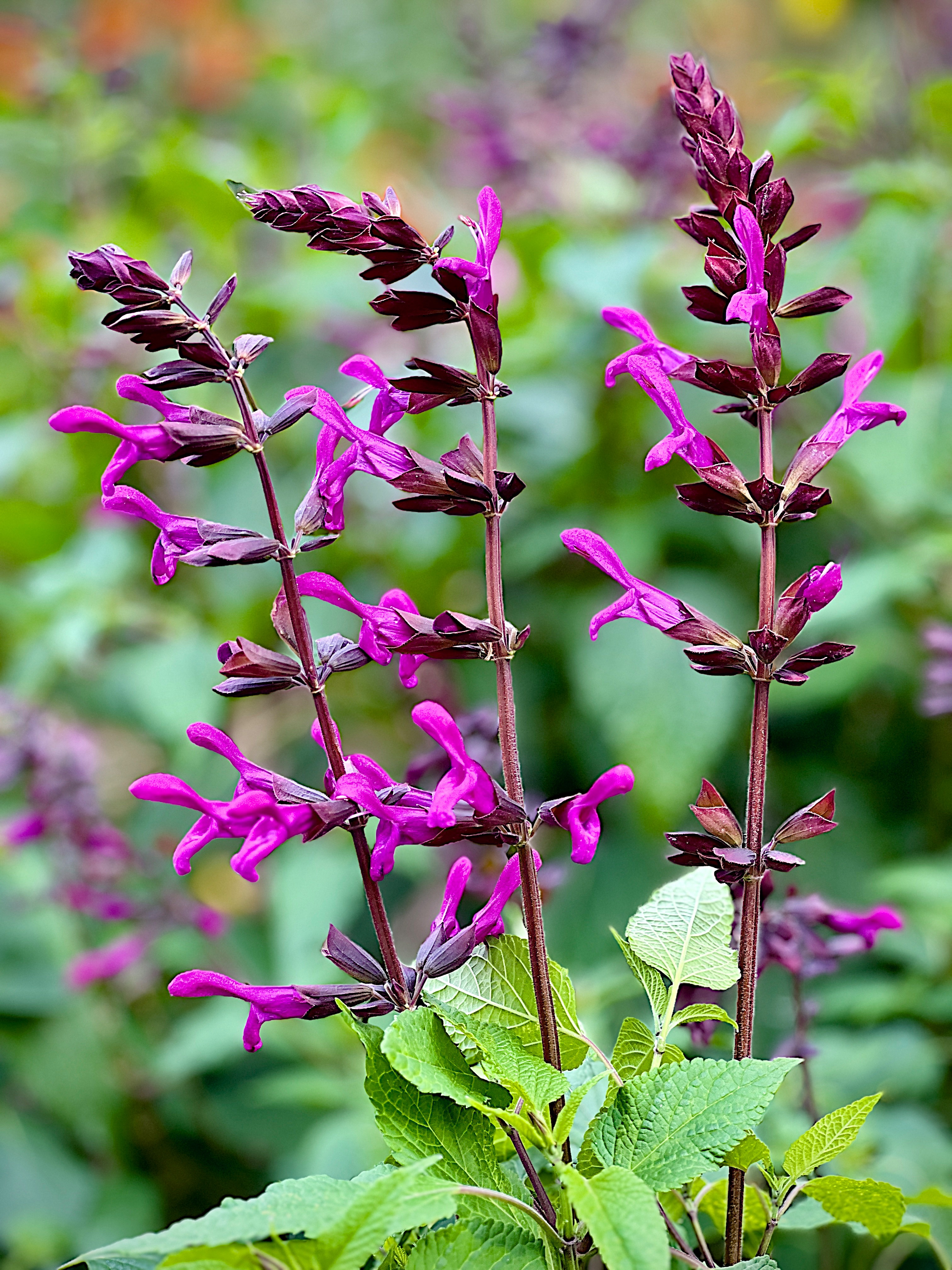 <i>Salvia</i> 'Berry Blast'