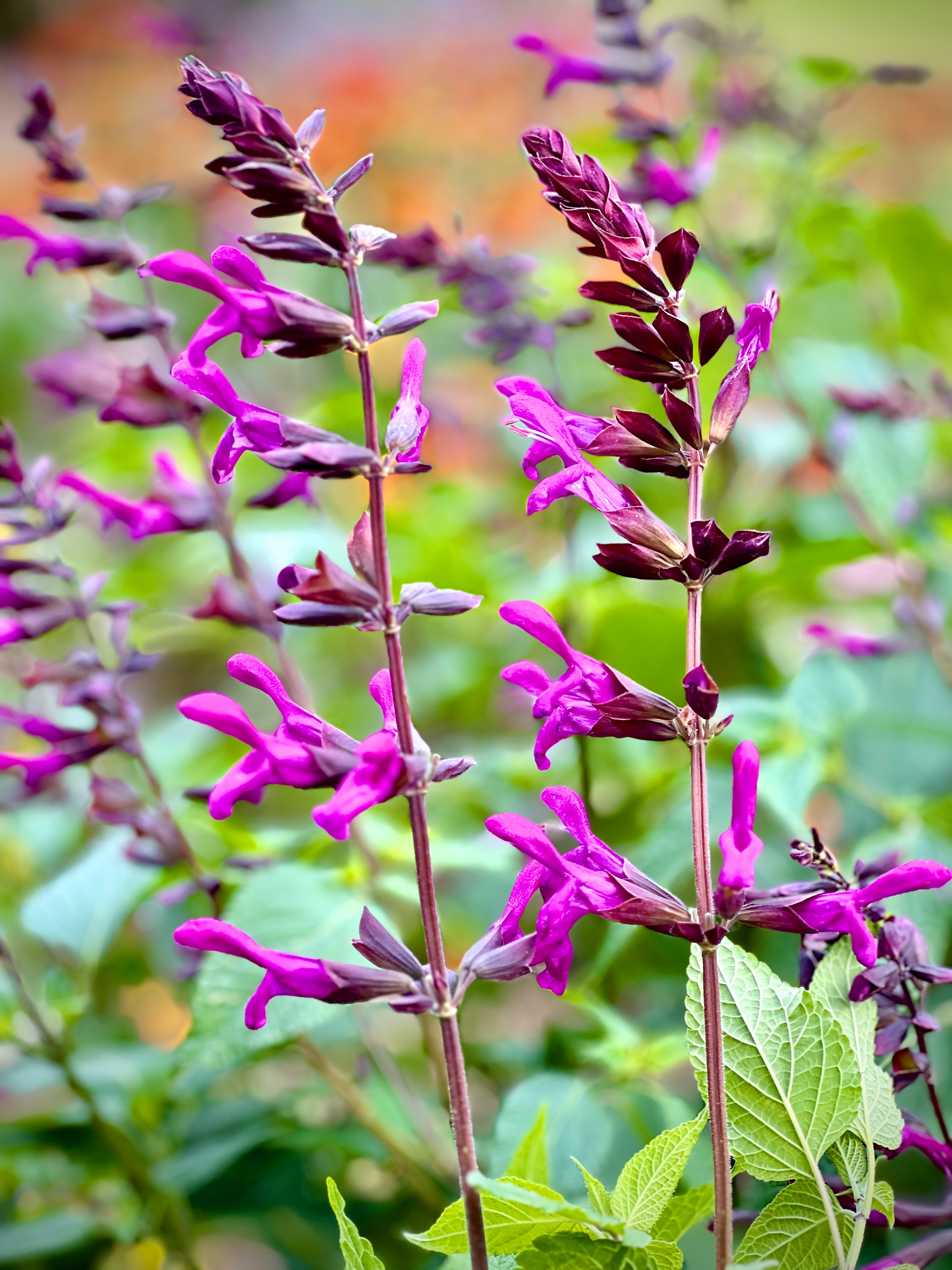 <i>Salvia</i> 'Berry Blast'