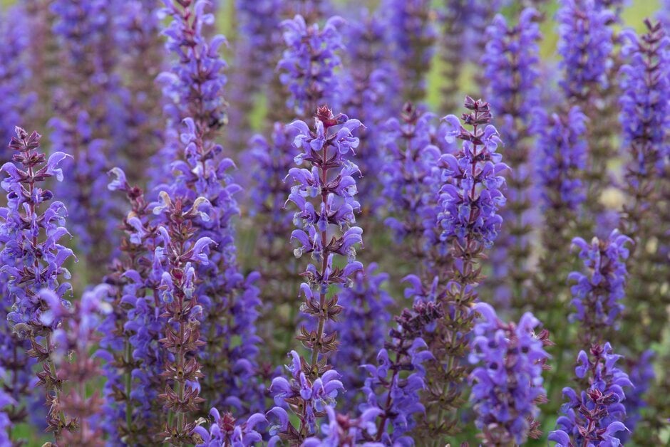 wood sage 'Negrito'