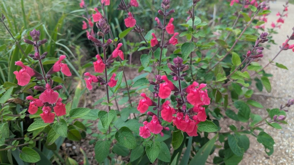 sage 'Pink Pong'