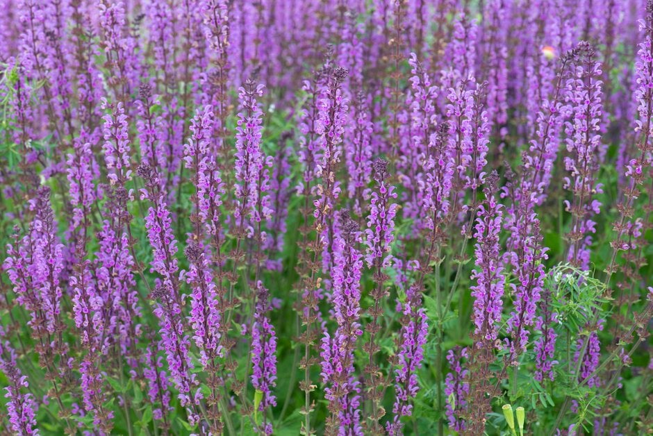 wood sage 'Serenade'