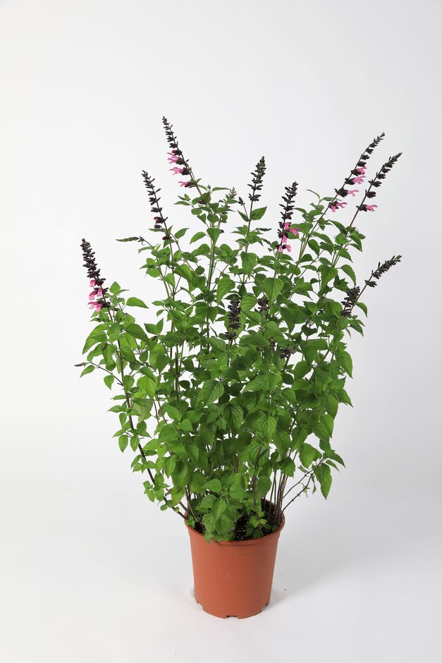 sage [Pink Amistad]