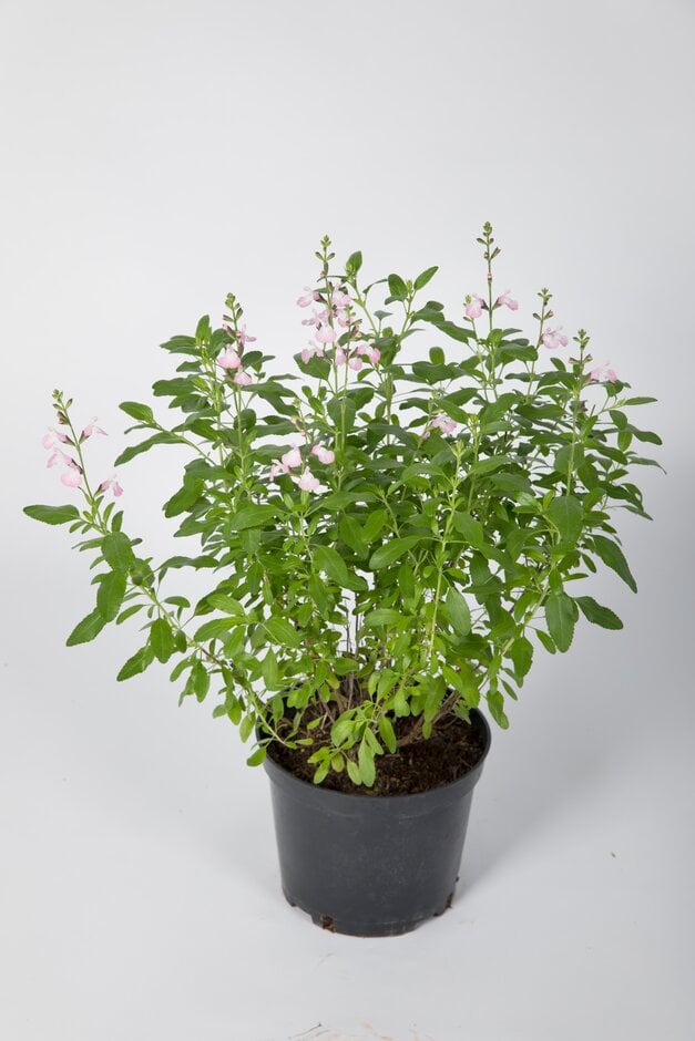 baby sage 'Anduus'