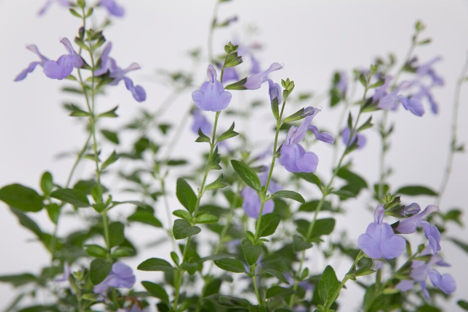 baby sage 'Delice Aquamarine'