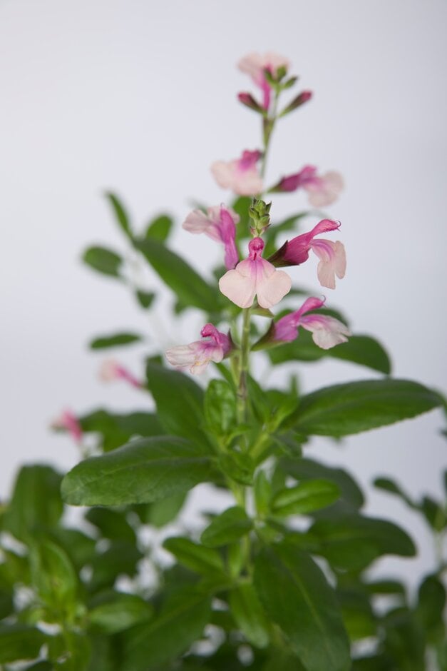 baby sage 'Delice Gold and Wine'
