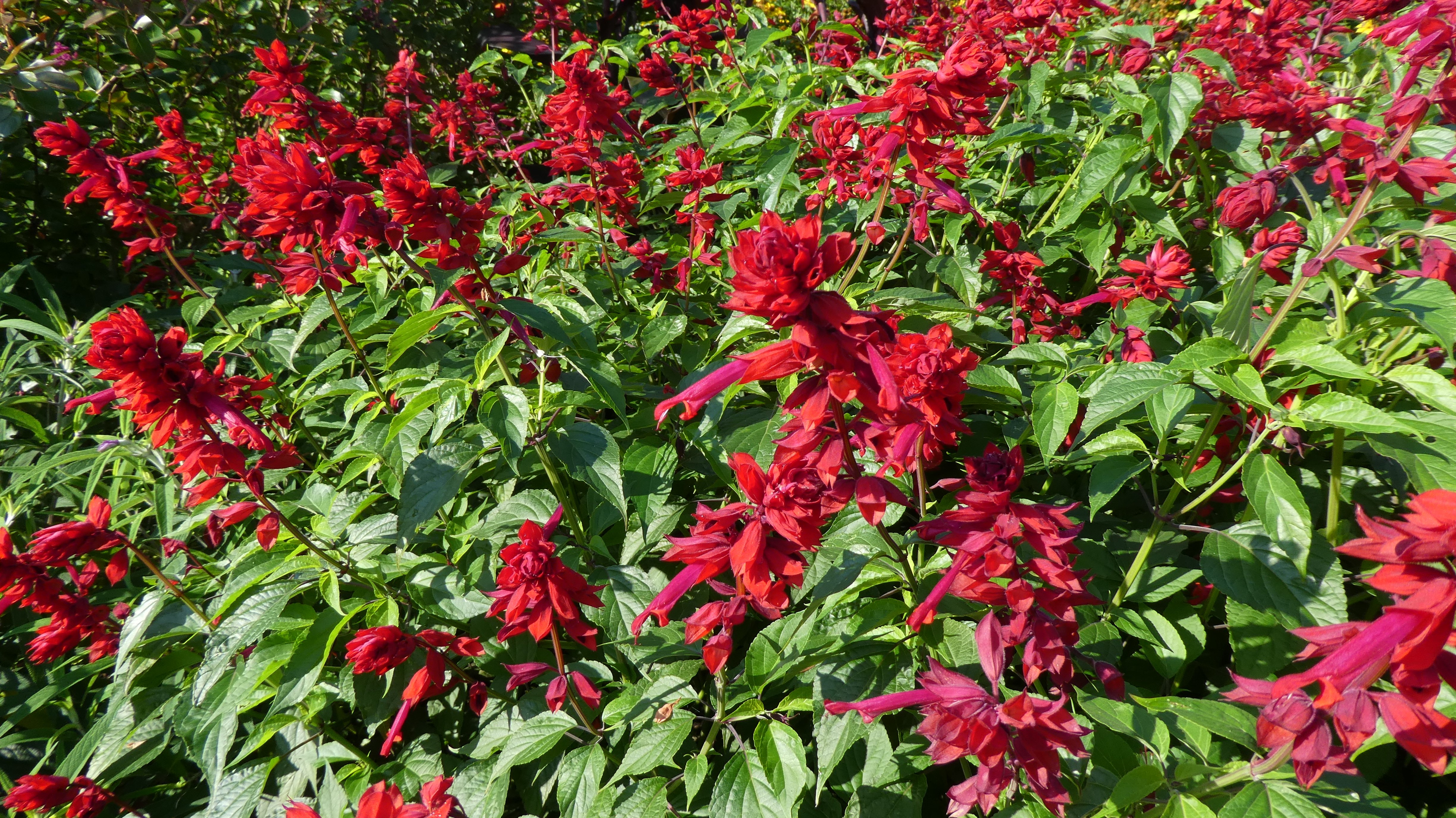 scarlet sage 'Jimi's Good Red'