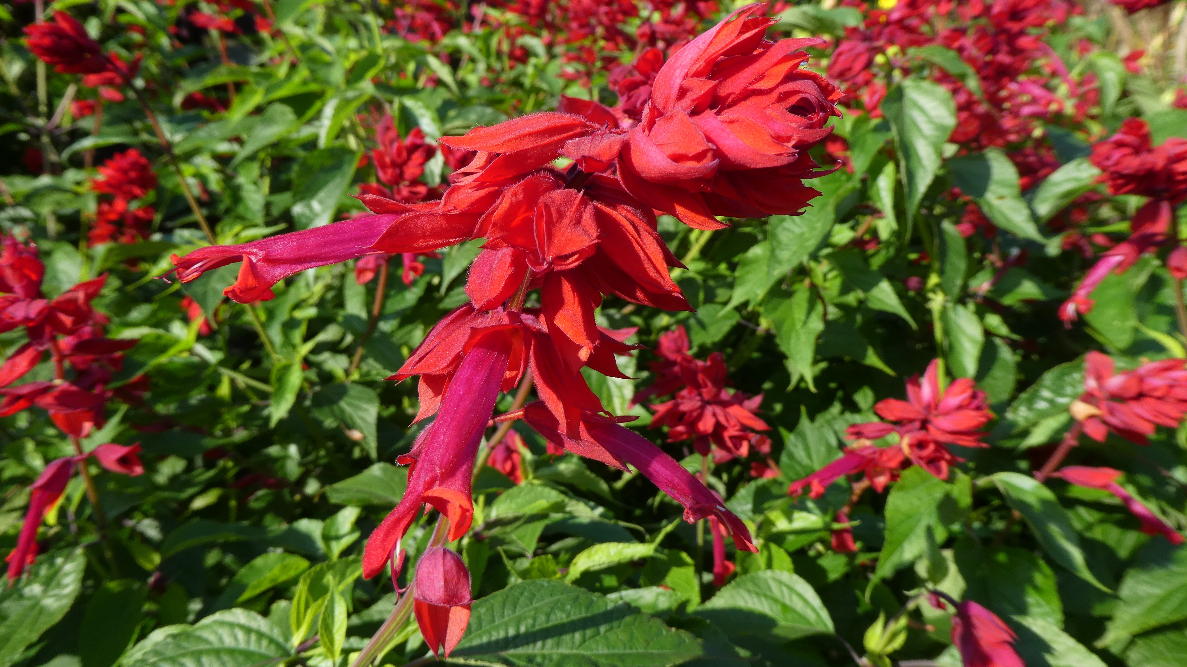 scarlet sage 'Jimi's Good Red'