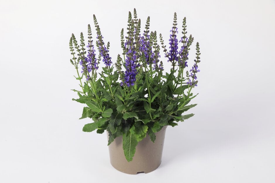 wood sage 'A Little Bit'