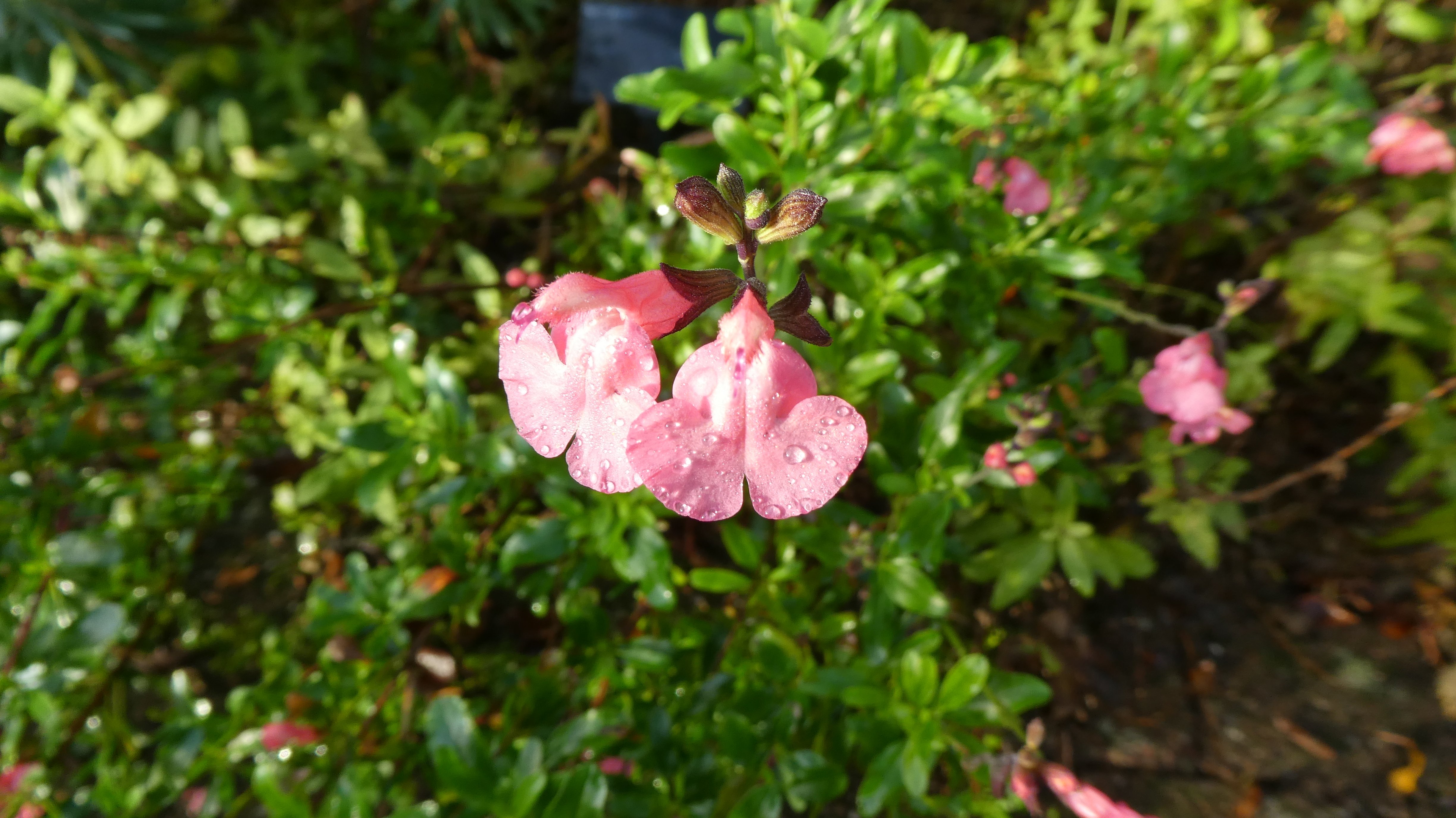 sage 'Pluenn'