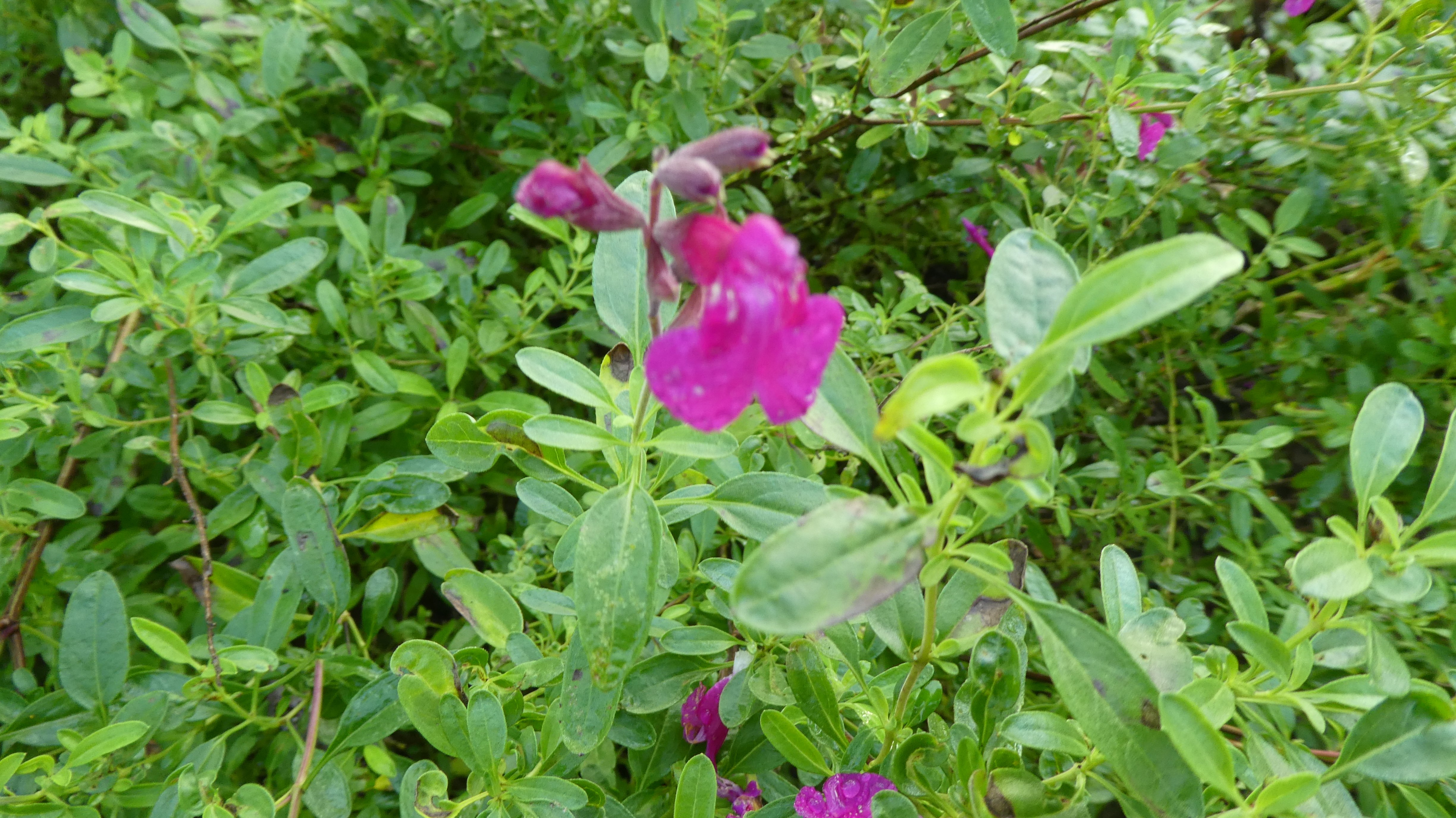 sage 'Raspberry Royale'