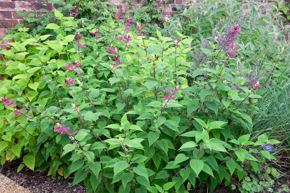 rosy-leaf sage 'Hadspen'