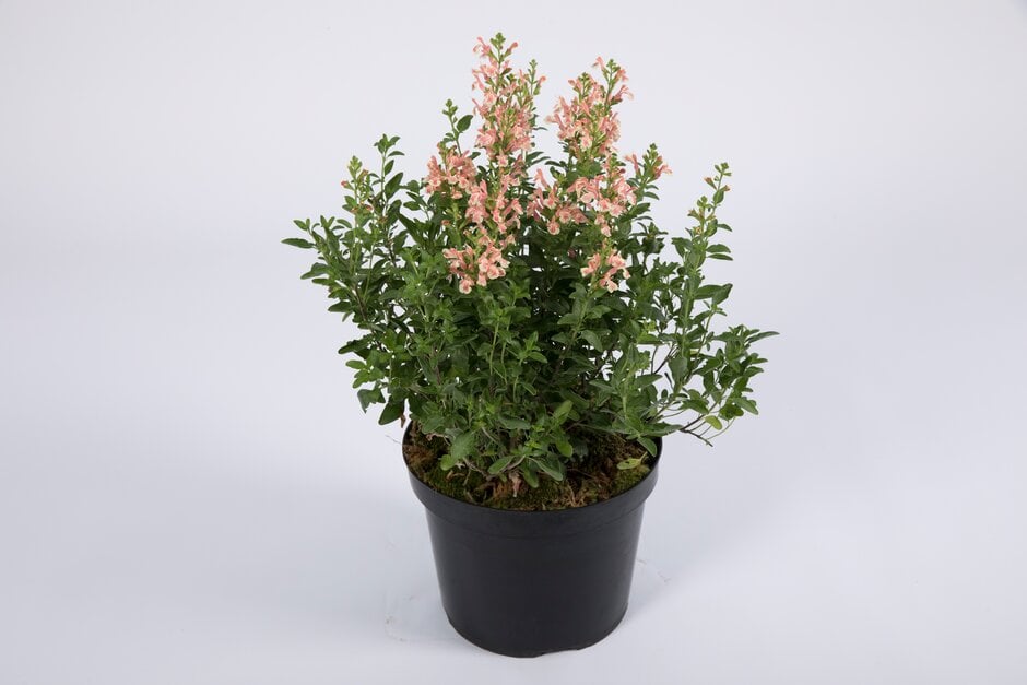 sage [Belle de Loire]