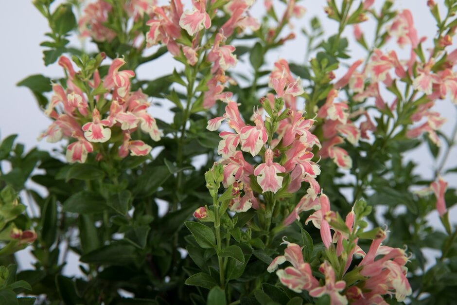 sage [Belle de Loire]