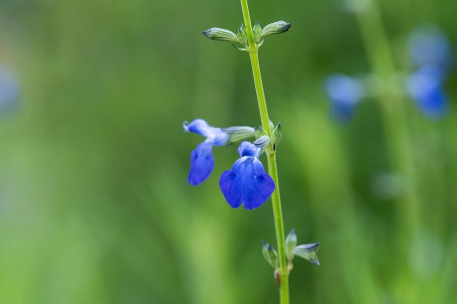 creeping sage from western Texas, USA