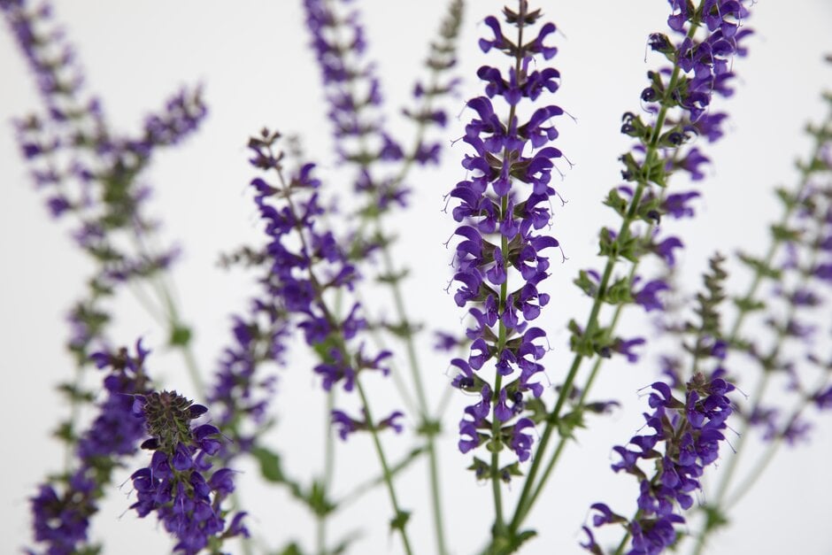 wood sage [Purple Spring]
