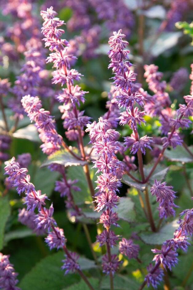 sage 'Endless Love'