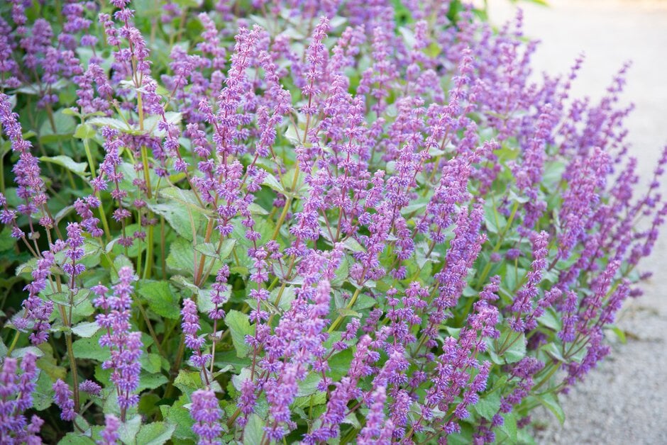 sage 'Endless Love'
