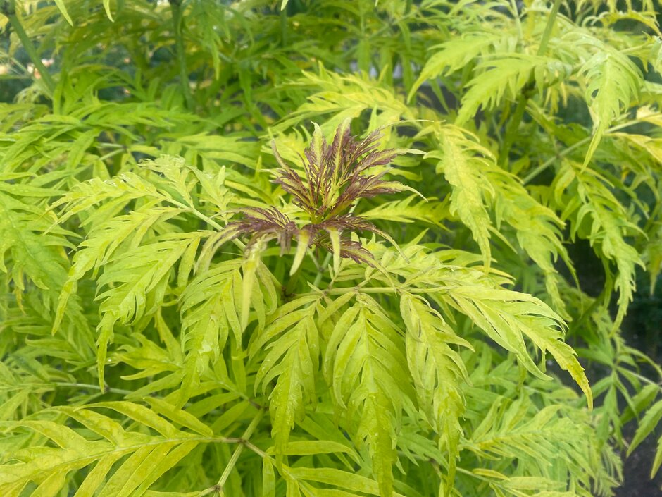 European red elder 'Sutherland Gold'