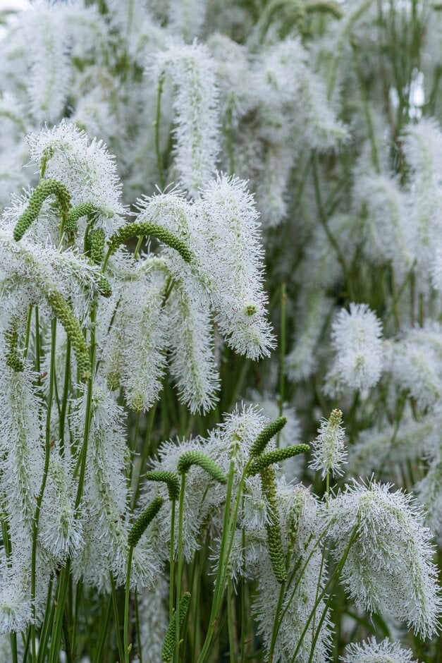 <em>Sanguisorba</em> 'Sussex Prairies Cheyenne'