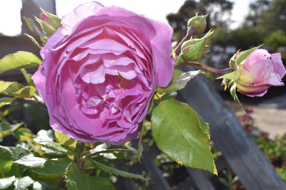 rose [Saphir]