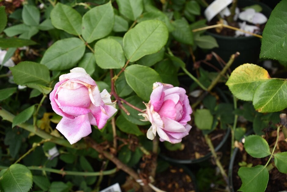 rose [Saphir]