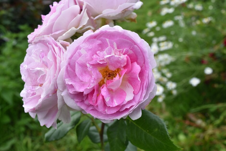 rose [Saphir]