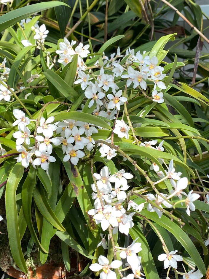 <i>Sarcochilus</i> Fitzhart gx