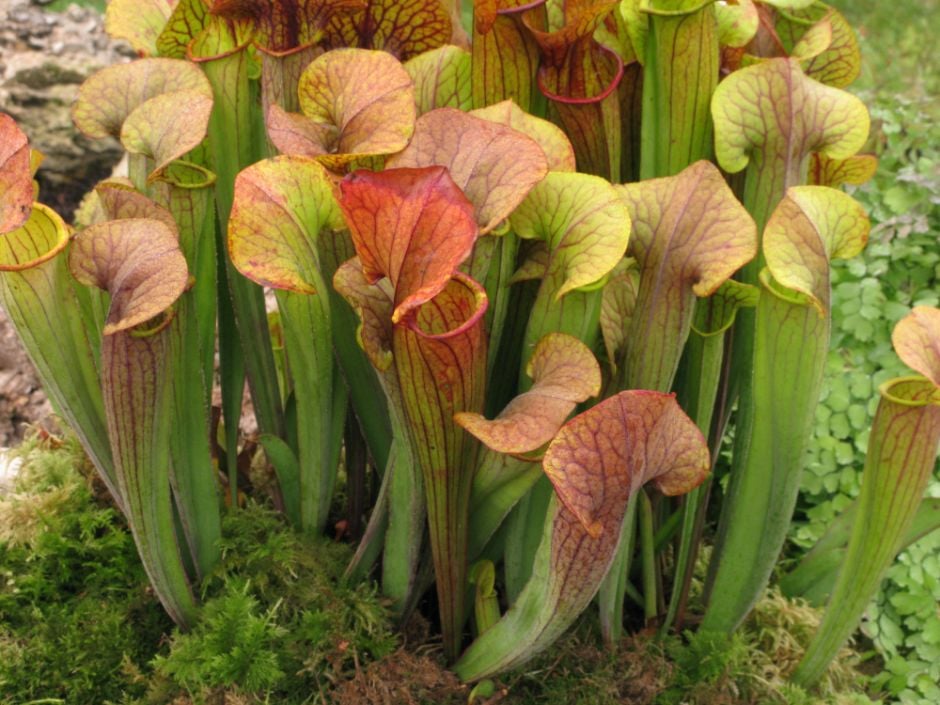 Catesby's pitcher plant