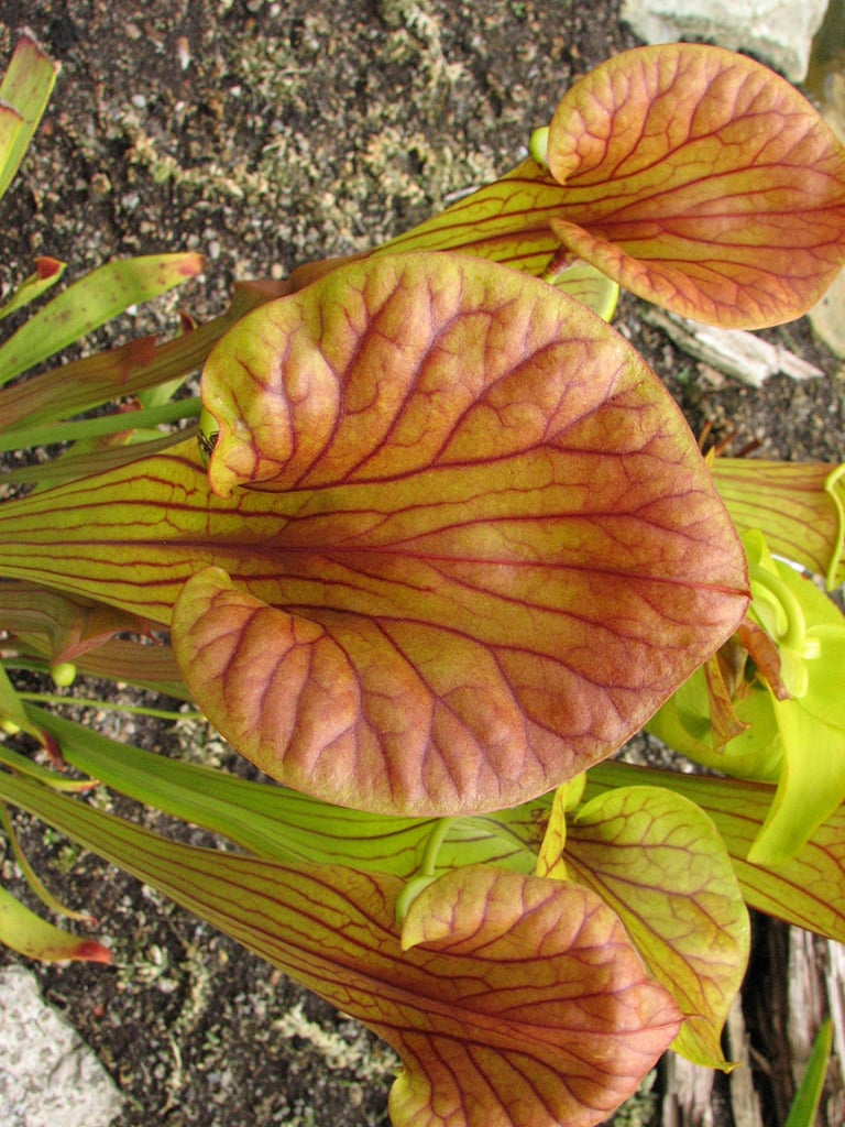 coppery yellow pitcher plant