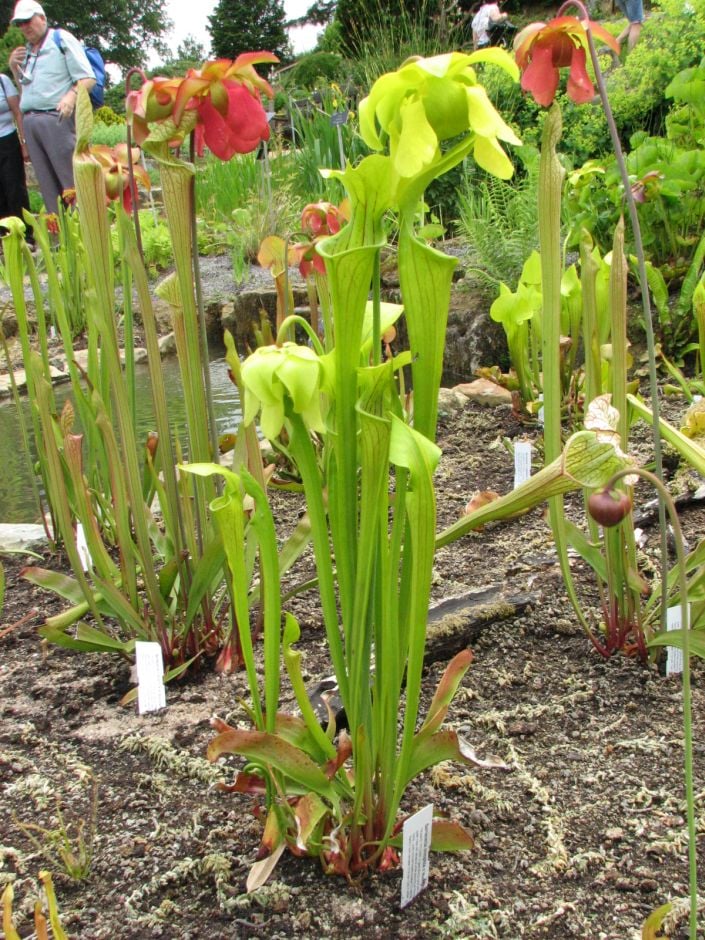 showy yellow pitcher plant