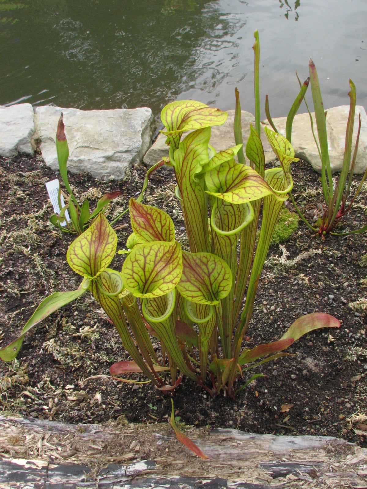 showy yellow pitcher plant