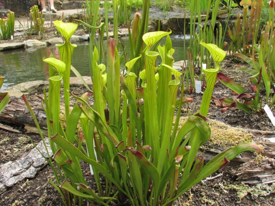 showy yellow pitcher plant