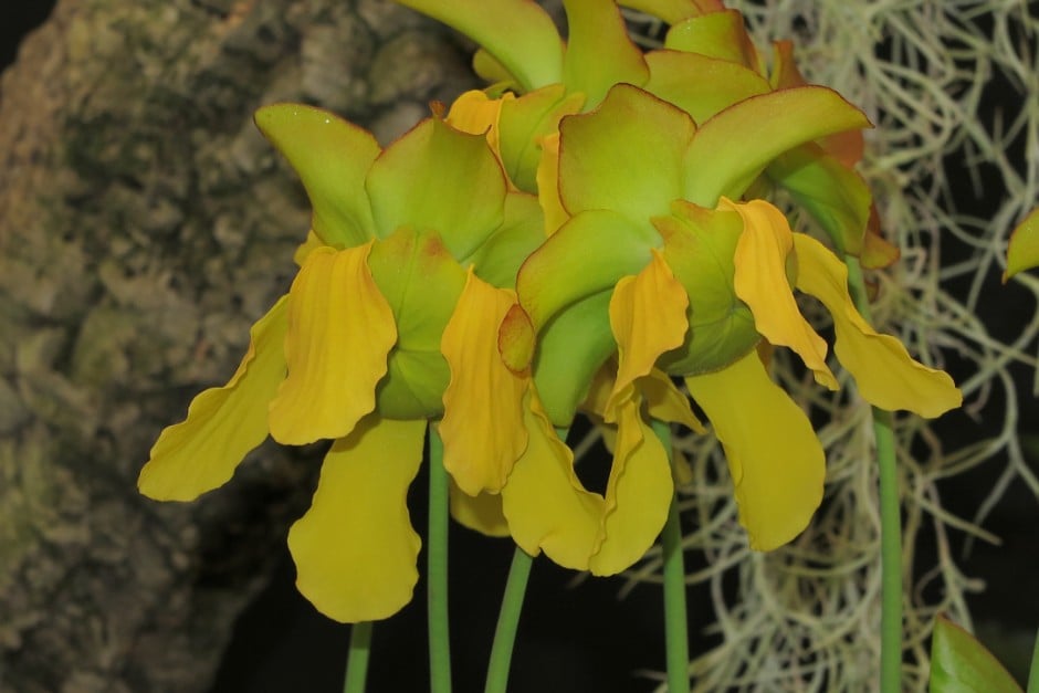 pitcher plant hybrid
