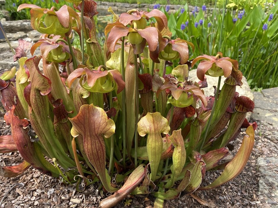 embellished pitcher plant