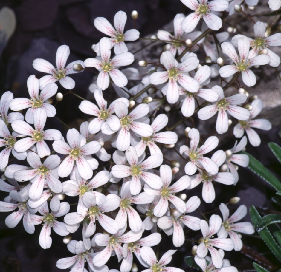 saxifrage 'Reginald Farrer'