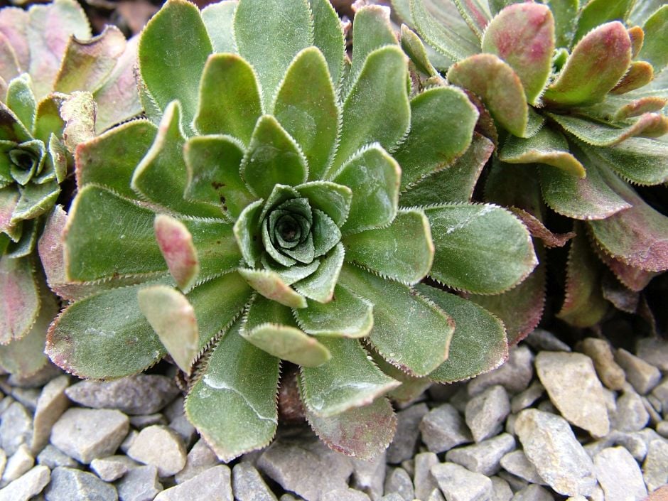 saxifrage 'Slack's Ruby Southside'